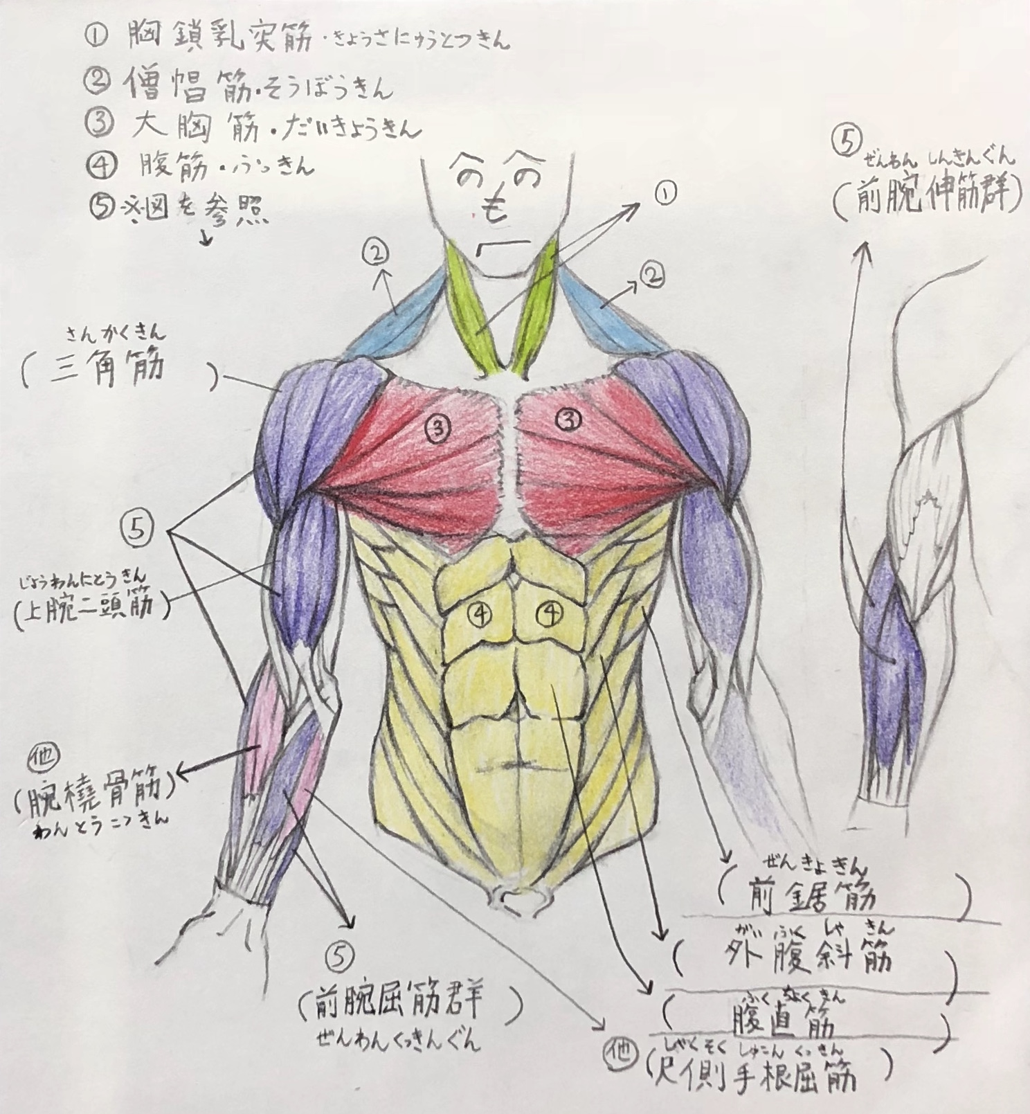 画家が解説 上半身の筋肉の描き方 ここを抑えれば大丈夫 前身編 絵描きと絵画表現 Houichi美術絵描き研究所