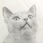 動物の絵の描き方を初心者にも簡単に解説！今回は「猫」の描き方を見ていきます。